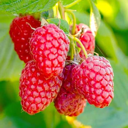 Zmeur remontant (Rubus idaeus) Polana