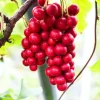 Schisandra chinensis Sadova