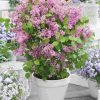 Liliac (Syringa mey.) FLOWERFESTA PINK Anny