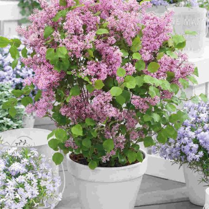 Liliac (Syringa mey.) FLOWERFESTA PINK Anny