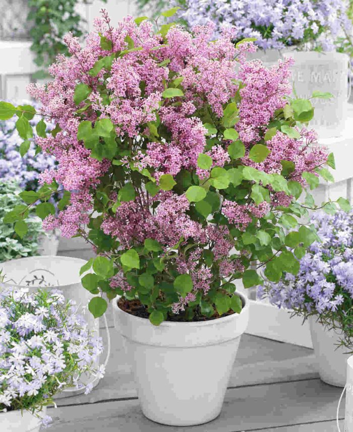 Liliac (Syringa mey.) FLOWERFESTA PINK Anny
