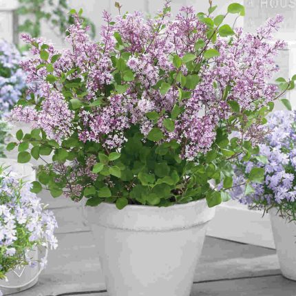 Liliac pitic (Syringa mey.) FLOWERFESTA PURPLE Anny