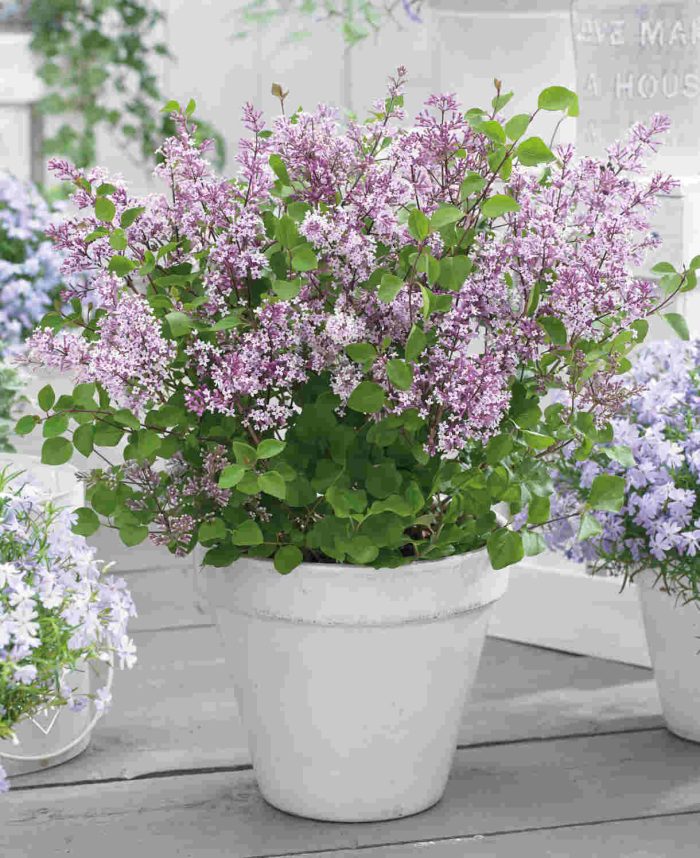 Liliac pitic (Syringa mey.) FLOWERFESTA PURPLE Anny