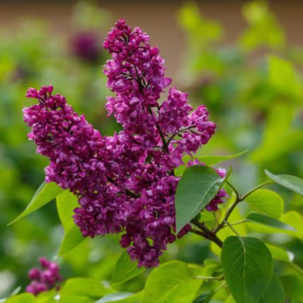 Liliac (Syringa vulg.) Charles Joly