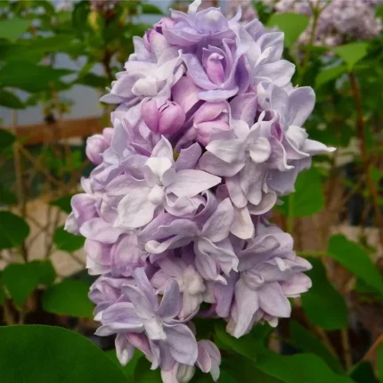 Liliac (Syringa vulg.) Katherine Havemeyer
