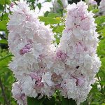 Liliac (Syringa vulg.) Krasavitsa Moskvy