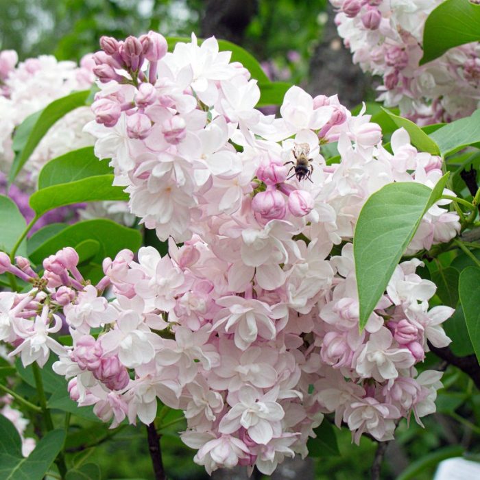 Liliac (Syringa vulg.) Krasavitsa Moskvy