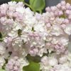 Liliac (Syringa vulg.) Krasavitsa Moskvy
