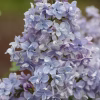 Liliac (Syringa vulg.) Prof. Hoser