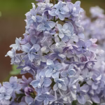 Liliac (Syringa vulg.) Prof. Hoser