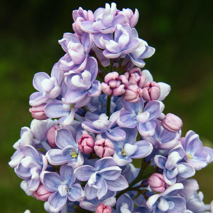 Liliac (Syringa vulg.) Prof. Hoser