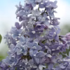 Liliac (Syringa vulg.) Prof. Hoser
