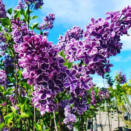 Liliac (Syringa vulg.) Sensation