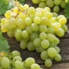 Vita de vie Aloszenkin