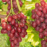 Vita de vie Einset Seedless
