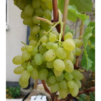 Vita de vie Remaily Seedless