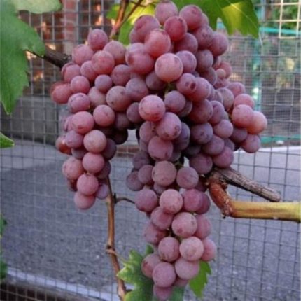 Vita de vie Somerset Seedless