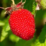 Zmeur-capsun (Rubus illecebrosus)