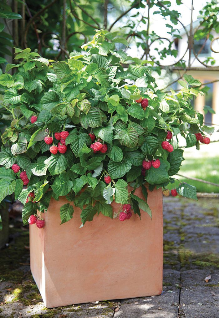 Zmeur pitic (Rubus idaeus) RUBY BEAUTY