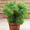 Zmeur pitic (Rubus idaeus) RUBY BEAUTY