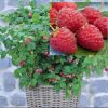 Zmeur pitic (Rubus idaeus) RUBY BEAUTY