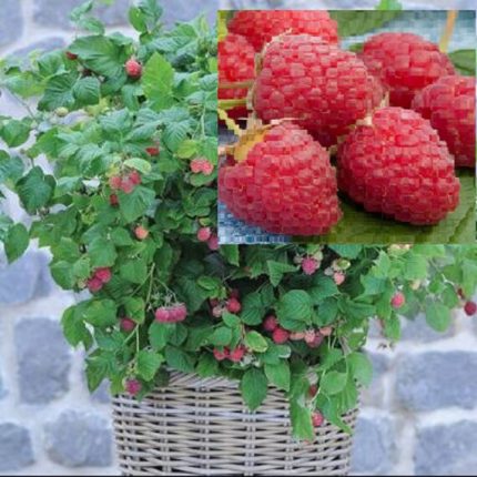 Zmeur pitic (Rubus idaeus) RUBY BEAUTY
