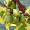 Kiwi (Actinidia arguta) HOKEY POKEY®