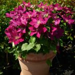Clematita Ansley Tudor