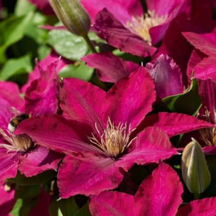 Clematita Ansley Tudor