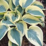 Hosta Autumn Frost
