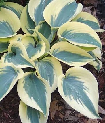 Hosta Autumn Frost