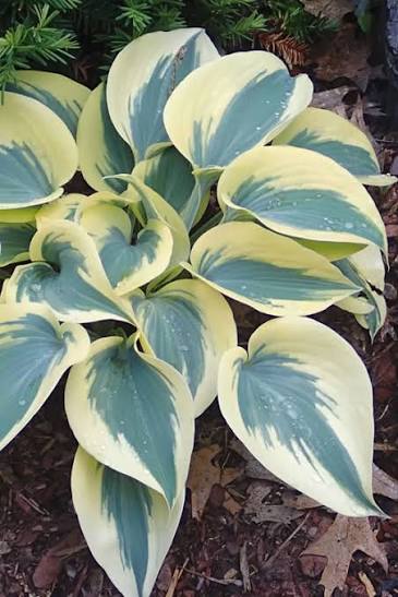 Hosta Autumn Frost Hosta Autumn Frost