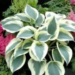 Hosta Blue Ivory