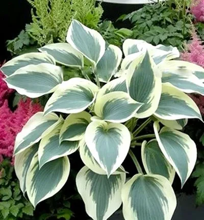 Hosta Blue Ivory