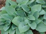 Hosta Bulletproof