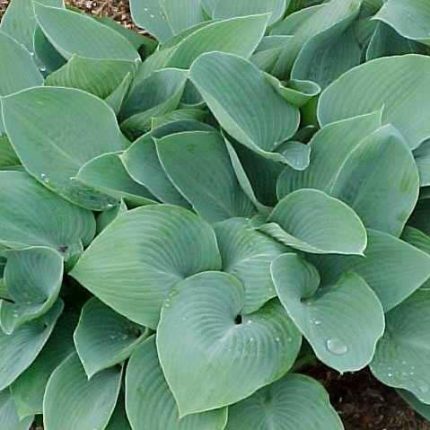 Hosta Bulletproof