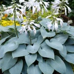 Hosta Bulletproof