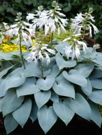 Hosta Bulletproof