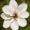 Clematita Faun Tudor