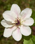 Clematita Faun Tudor