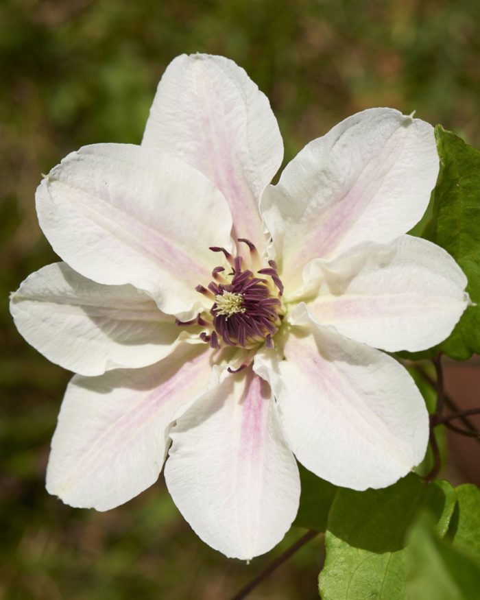Clematita Faun Tudor