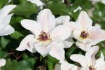Clematita Faun Tudor