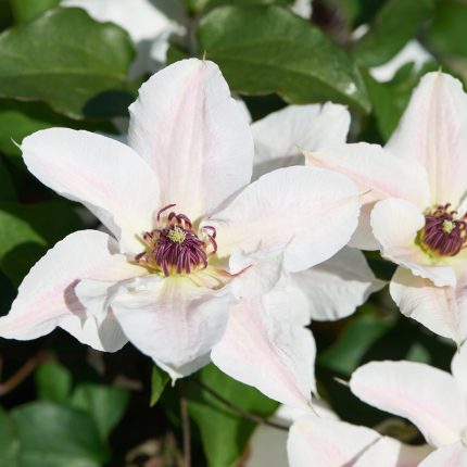 Clematita Faun Tudor