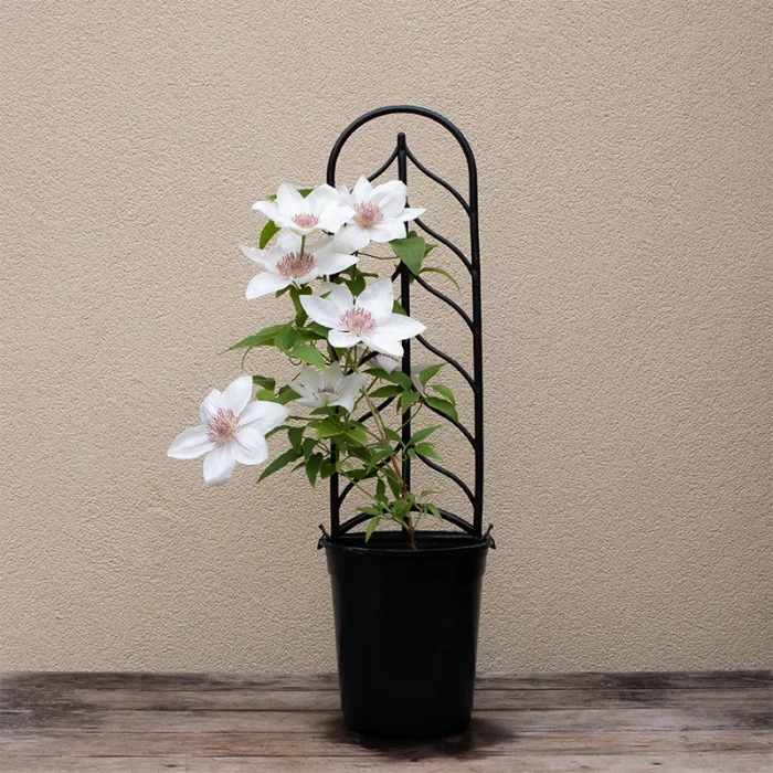 Clematita Faun Tudor