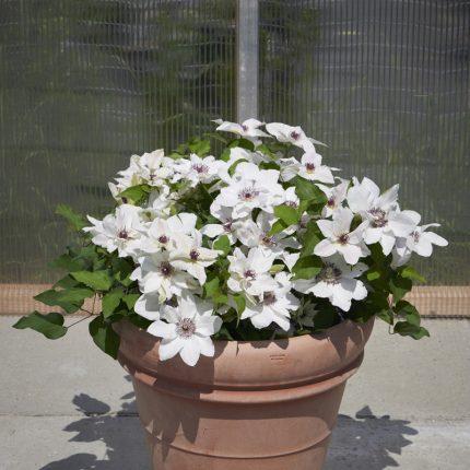 Clematita Faun Tudor