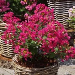 Lilian indian pitic (Lagerstroemia ind.) WITH LOVE® KISS