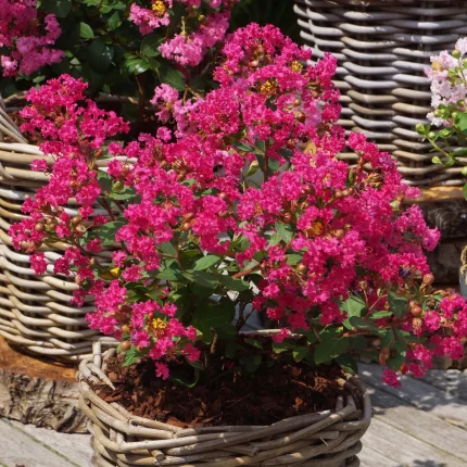 Lilian indian pitic (Lagerstroemia ind.) WITH LOVE® KISS