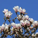 magnolia soulageana superba