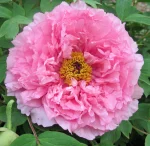 Bujor arbusiv Rou Fu Rong (Pink Waterlily)