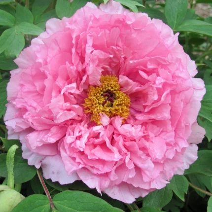Bujor arbusiv Rou Fu Rong (Pink Waterlily)